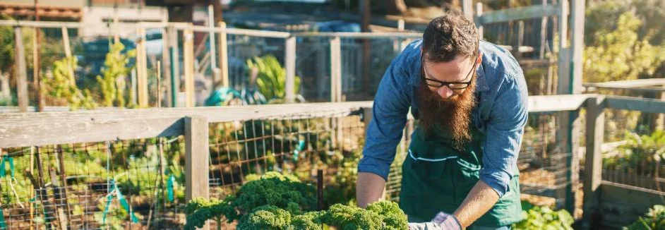 Person erntet Grünkohl